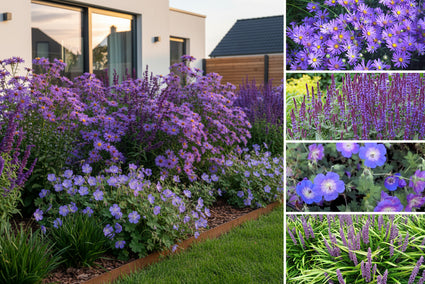 Beetpaket Michel - Herbstblühende Gartenpflanzenmischung - Lila