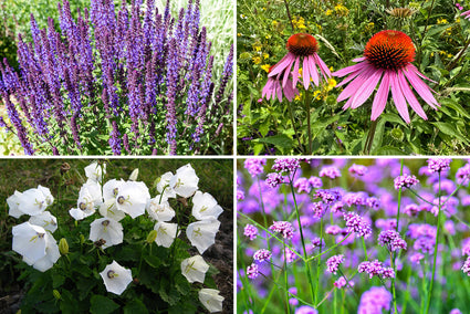 Beetplan Ricky Angebot – Beetpaket für den sonnigen Garten – Lila &amp; Gelb