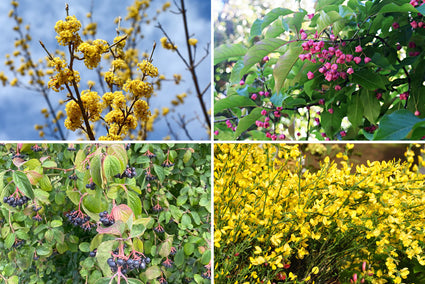 Waldbepflanzungs-Fantasiepaket Piet - Mega-Angebot - pro m2