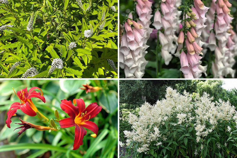 Beetpaket Zinzi – Für einen feuchten Garten – Rosa, Rot und Weiß – Halbschatten und Sonne
