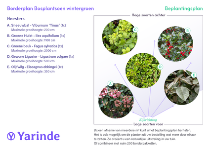 TO-DO-Grenzpaket Schaden – Grenzpaket aus einheimischen Waldpflanzenbeständen niedrig – niedrige Arten von Gartenpflanzenmischung