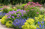 Bio-Großer Ehrenpreis - Veronica austriaca