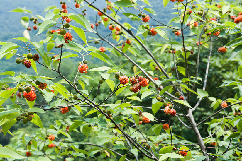 Papiermaulbeerbaum - Broussonetia papyrifera
