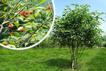 Papiermaulbeerbaum - Broussonetia papyrifera