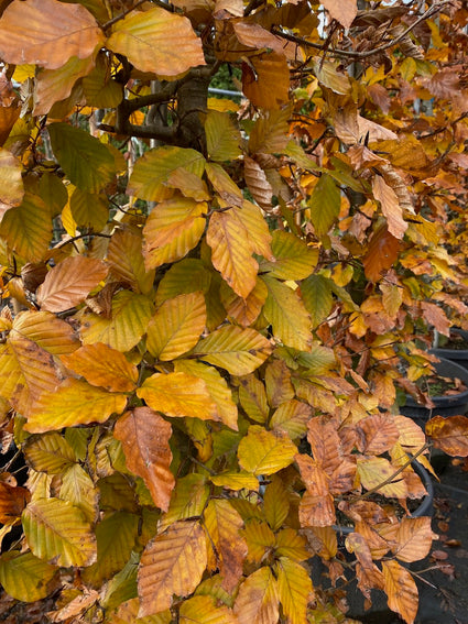 Braunbuche - Fagus sylvatica 'Atropunicea' (Baum)