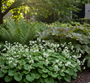 Brunnera macrophylla 'Betty Bowring' met varens en rodgersia's 