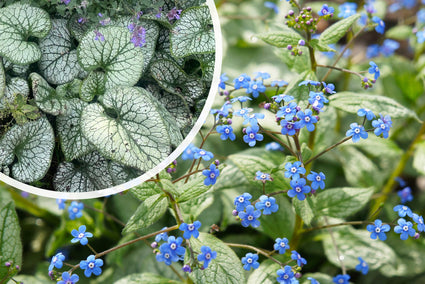 Kaukasisches Vergissmeinnicht - Brunnera Macrophylla 'Jack Frost'