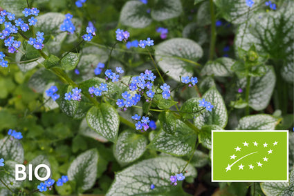 Kaukasisches Vergissmeinnicht - Brunnera macrophylla 'Sea Heart'