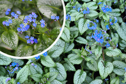 Kaukasisches Vergissmeinnicht - Brunnera Macrophylla