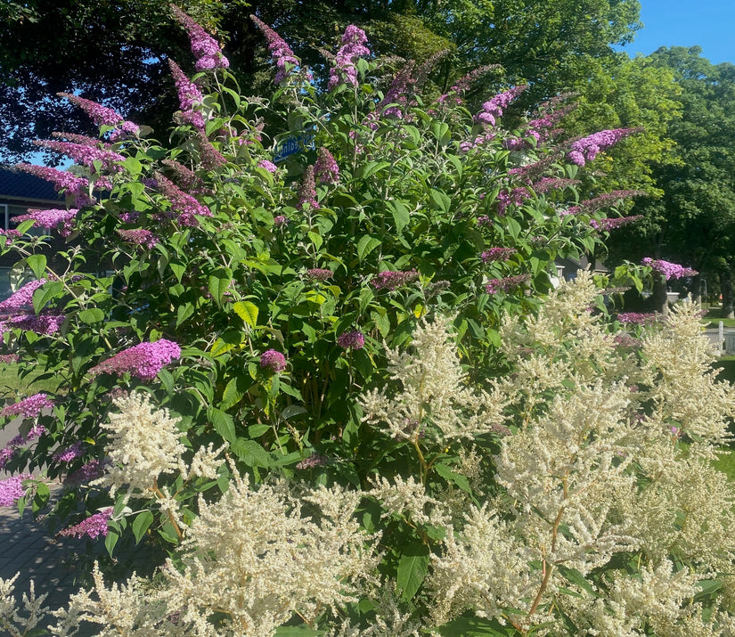 vlinderstruik met geitenbaard aruncus plant