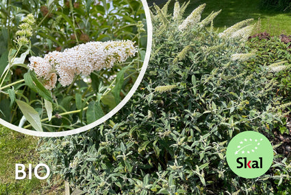 Bio-Schmetterlingsstrauch (weiß) - Buddleja davidii 'White Profusion' BIO