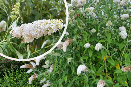 Schmetterlingsstrauch (weiß) - Buddleja davidii 'White Profusion'