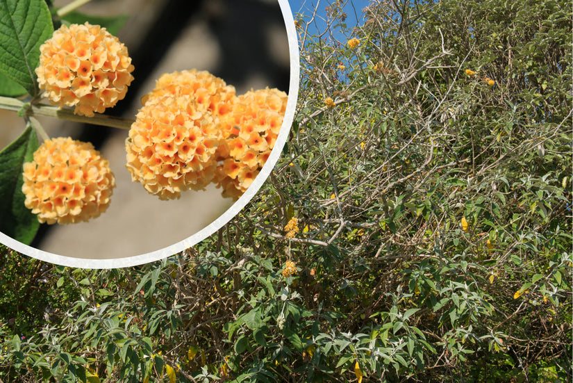 Schmetterlingsstrauch - Buddleja weyeriana 'Sungold'