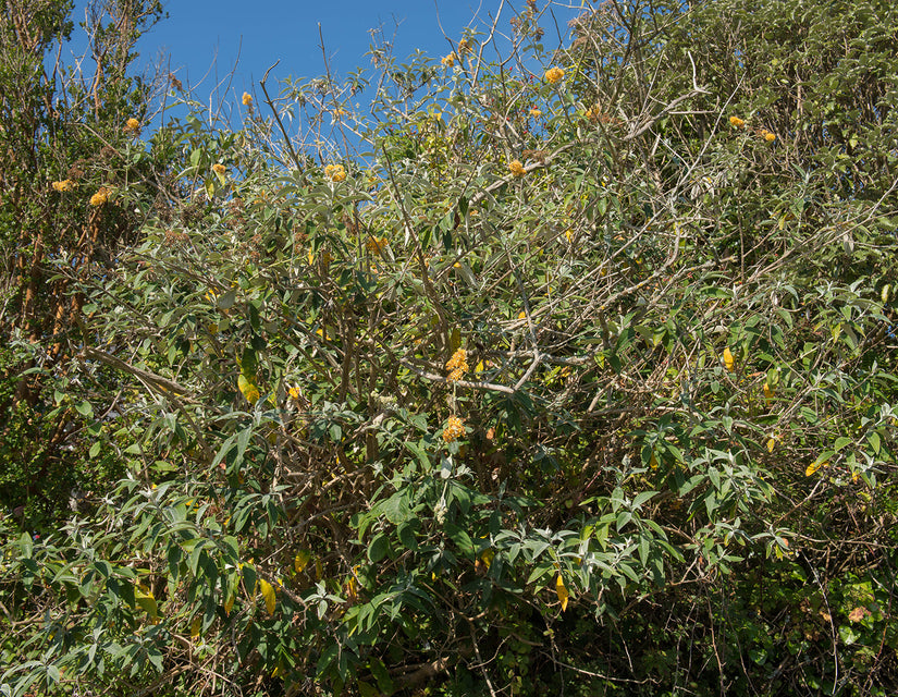 Schmetterlingsstrauch - Buddleja weyeriana 'Sungold'