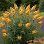 Schmetterlingsstrauch - Buddleja weyeriana 'Sungold'