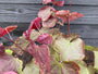 Judasbaum - Cercis canadensis 'Waldstiefmütterchen'