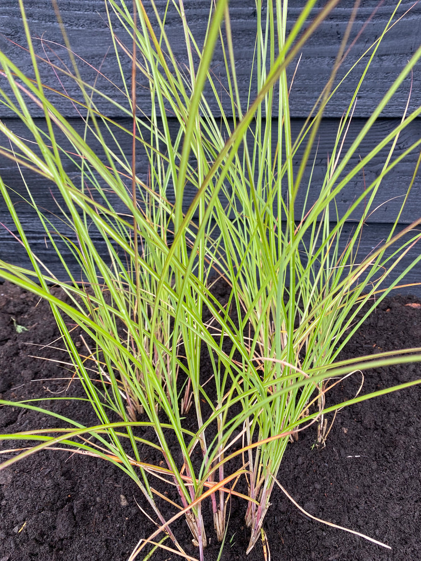 Prächtiges Schilfrohr - Miscanthus sinensis 'Gracillimus'