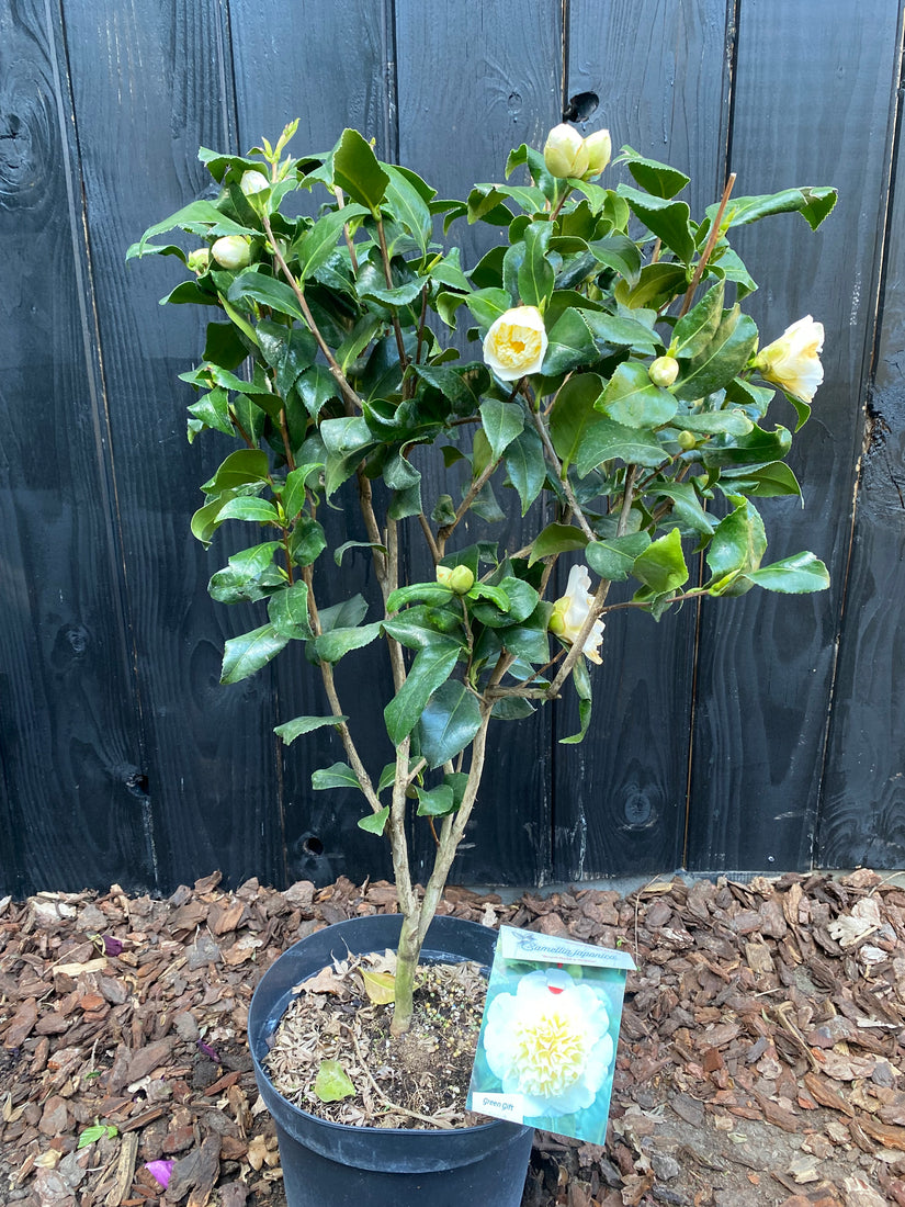 Kamelie (Hellgelb) - Camellia japonica 'Brushfield's Yellow'