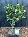Kamelie (Hellgelb) - Camellia japonica 'Brushfield's Yellow'
