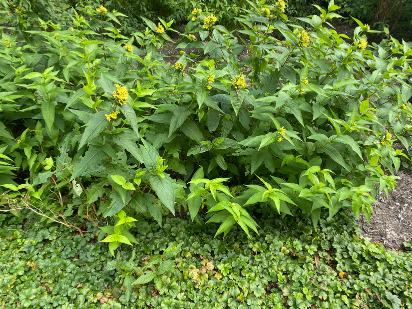 Waldgeißblatt - Diervilla sessilifolia 'Butterfly'