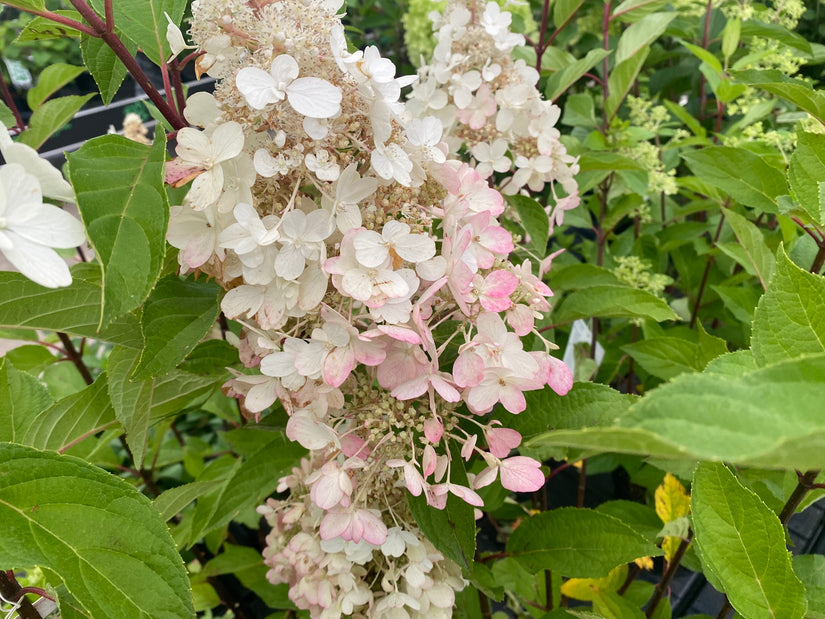 Rispenhortensie - Hydrangea paniculata 'Pinky Winky'