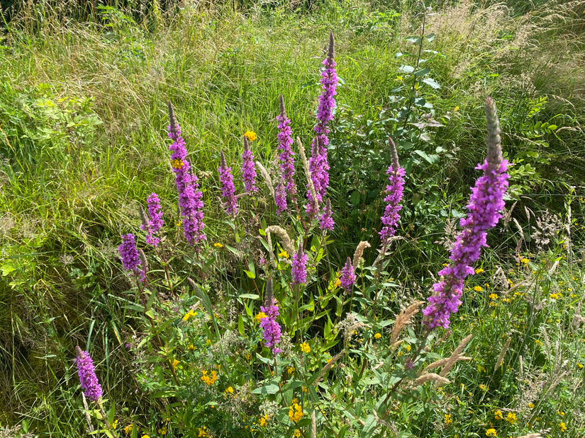 Blutweiderich - Lythrum salicaria