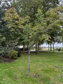 Fertige Bienenbaumhecke - Tetradium daniellii 180 x 120 cm