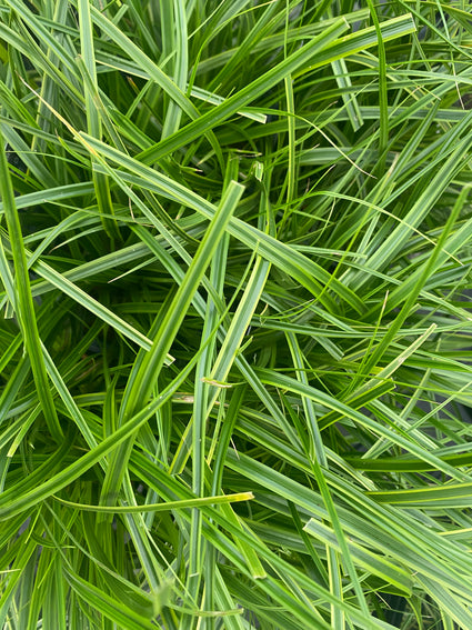 Japanische Segge - Carex oshimensis 'Everlime'