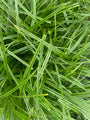 Japanische Segge - Carex oshimensis 'Everlime'