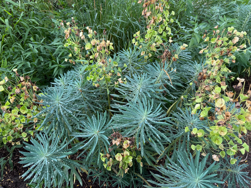 Wolfsmilch - Euphorbia characias