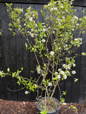 175-200 cm, C50 Topf
