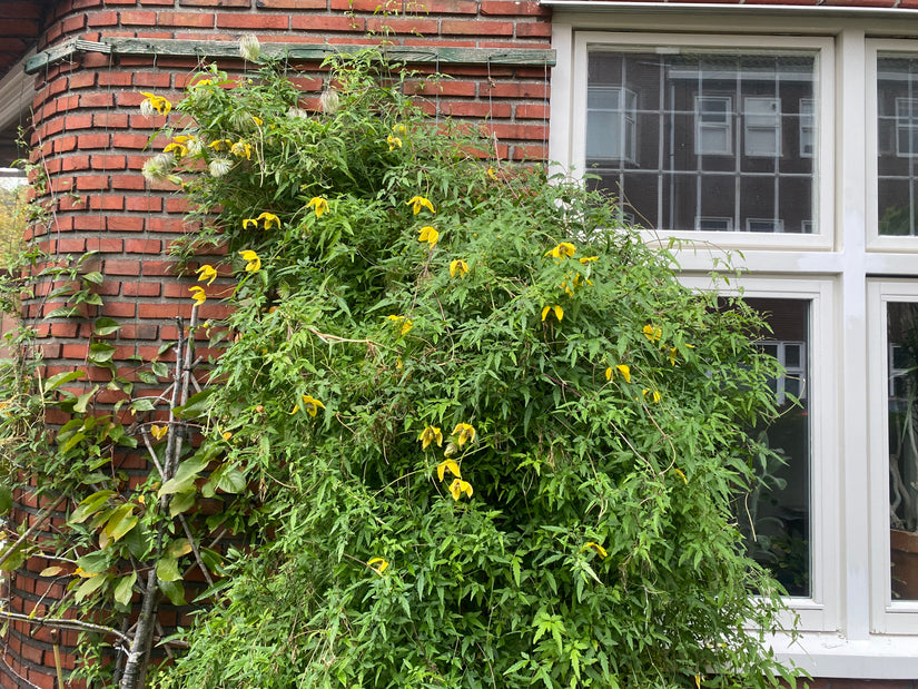 Waldrebe - Clematis Tangutica