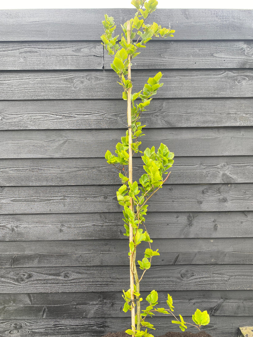 Säulenbuche - Fagus sylvatica Dawyck