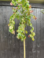 Corylus avellana 'Purple Umbrella' F Halbstamm