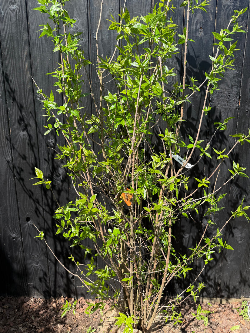 Melonenbaum - Chimonanthus praecox (Wintersüße)