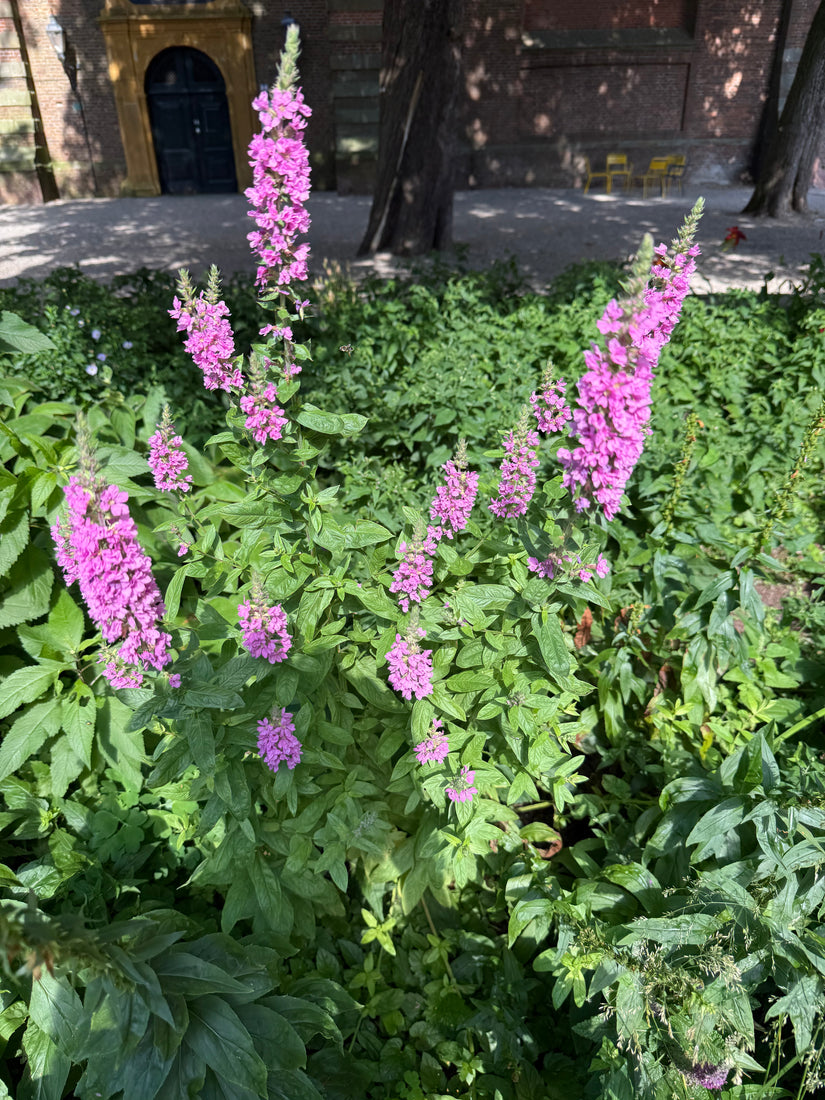 Blutweiderich - Lythrum salicaria