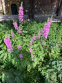 Blutweiderich - Lythrum salicaria