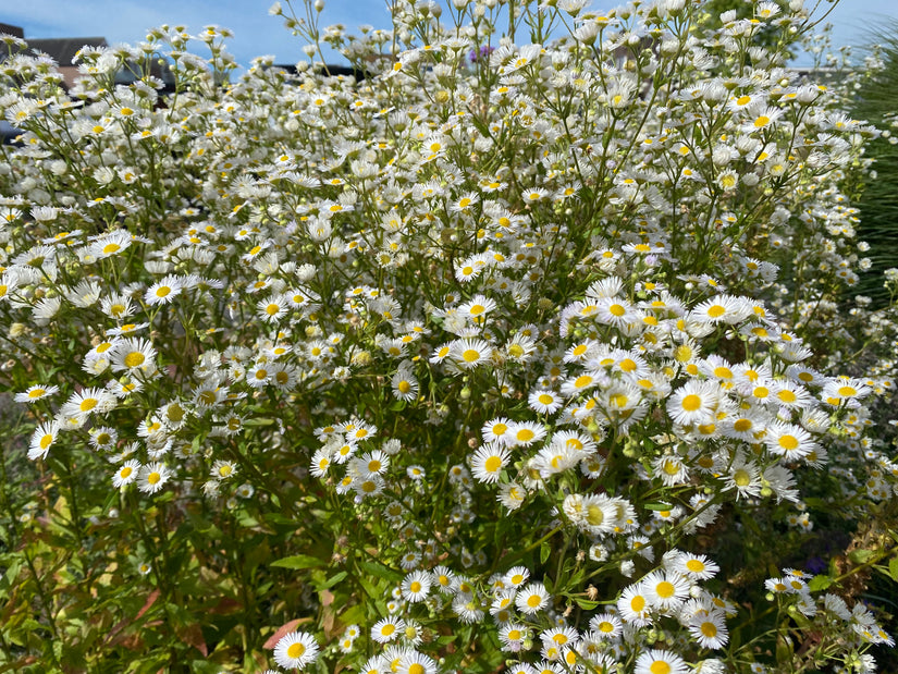 Sommerflohrochen - Erigeron annuus