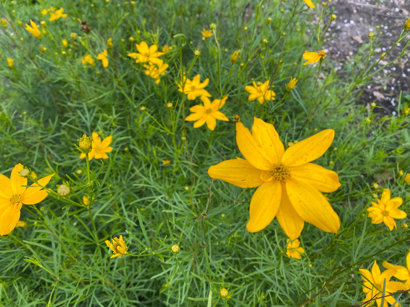 Bio-Mädchenaugen - Coreopsis verticillata 'Grandiflora'