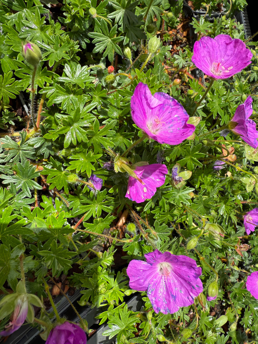 Bio-Storchschnabel – Geranium sang. „Max Frei“