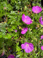 Bio-Storchschnabel – Geranium sang. „Max Frei“