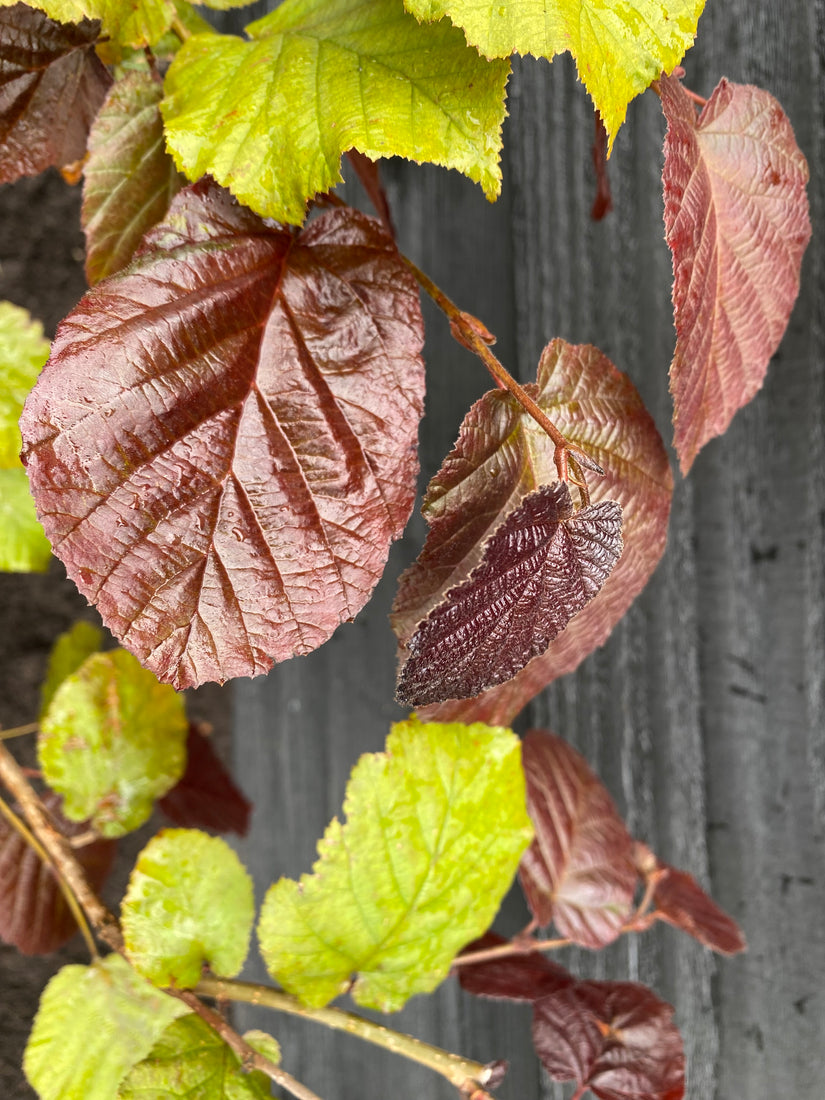 Bio-Haselnuss - Corylus 'Red Zellernut'