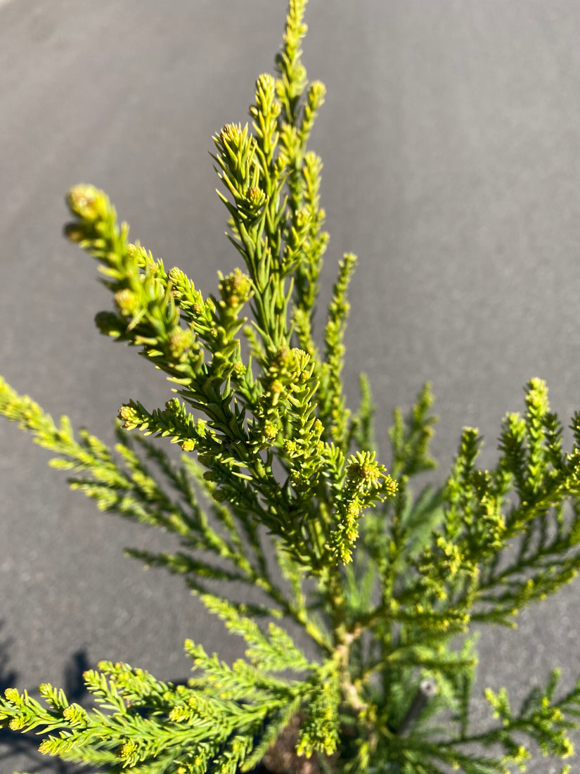 Japanische Zypresse - Cryptomeria japonica 'Cristata'