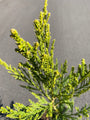 Japanische Zypresse - Cryptomeria japonica 'Cristata'
