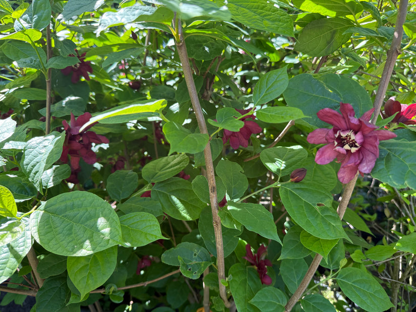 Gewürzstrauch - Calycanthus floridus