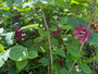 Gewürzstrauch - Calycanthus floridus