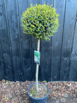 Am Stamm 80 cm, C15