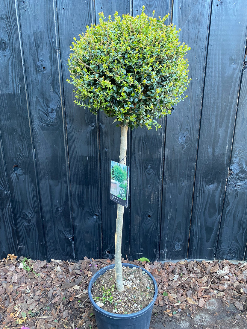 Immergrüner Liguster am Stamm - Ligustrum Jonandrum / Delavayanum halber Stamm
