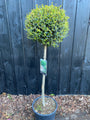 Immergrüner Liguster am Stamm - Ligustrum Jonandrum / Delavayanum halber Stamm