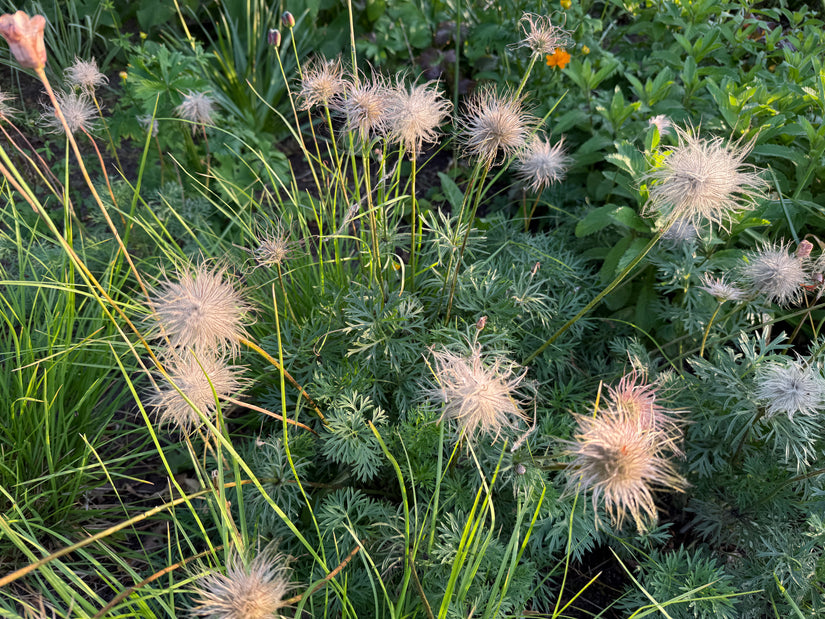 Bio-Kraut des wilden Mannes – Pulsatilla vulgaris